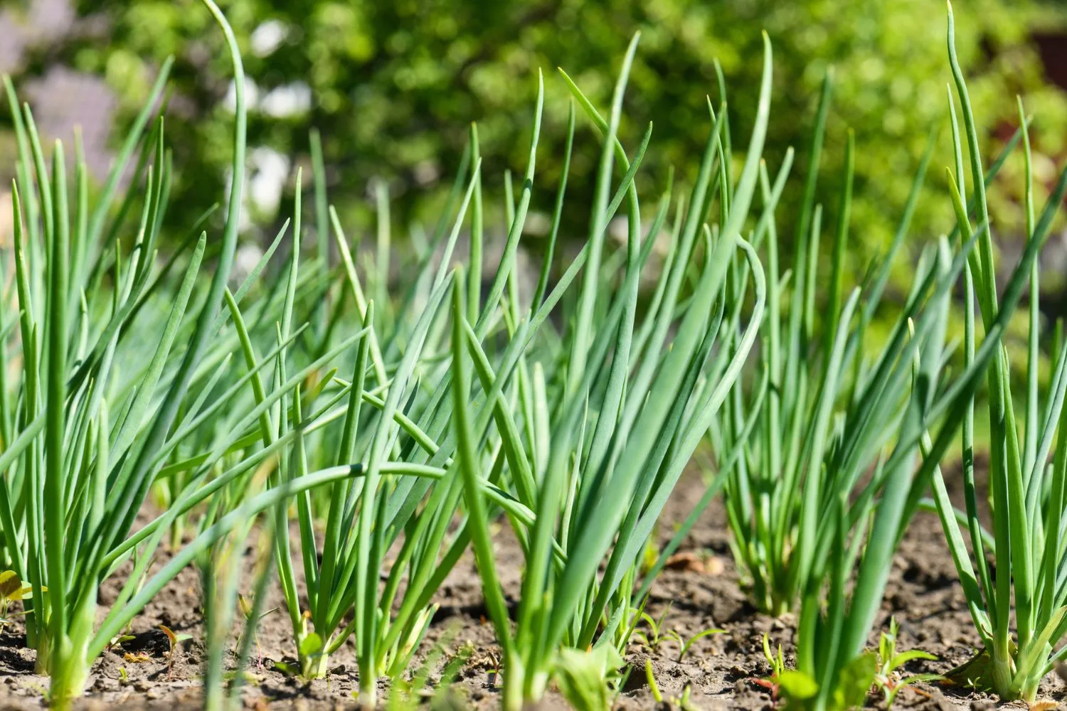 Chives are part of the allium family of plants and can repel aphids.