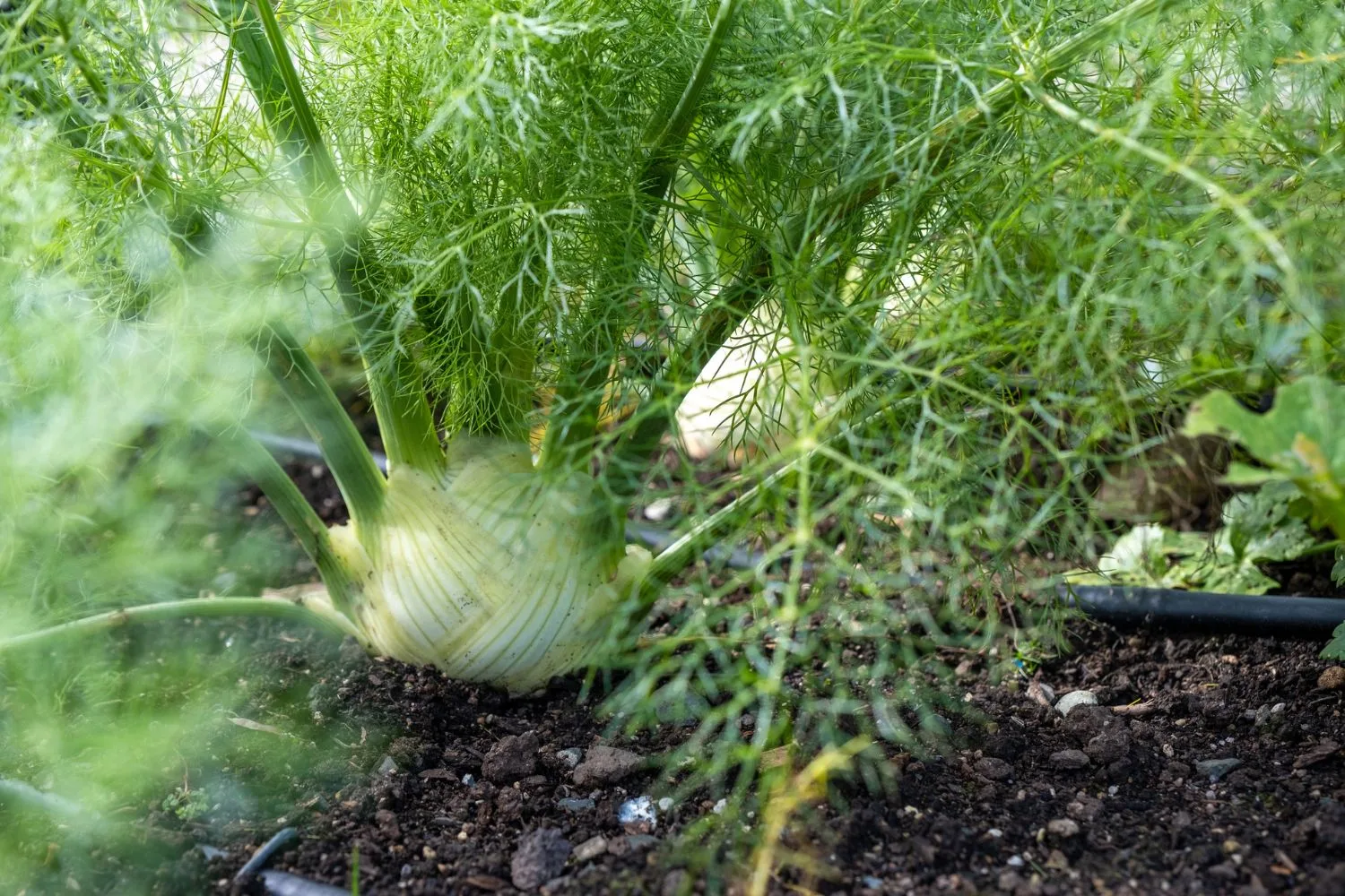 Fennel and other fragrant herbs help deter aphids.