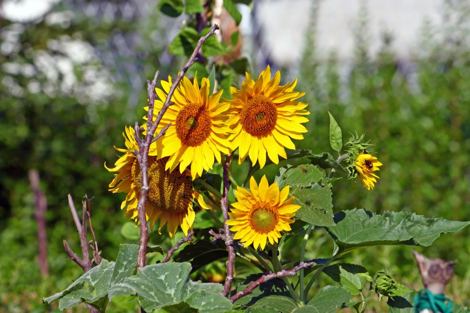 Sunflowers are strong enough to withstand an aphid infestation and can be used as "trap plants" to draw them away from citrus trees or other sensitive plants.