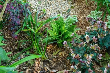 Solve stormwater problems by building your own rain garden