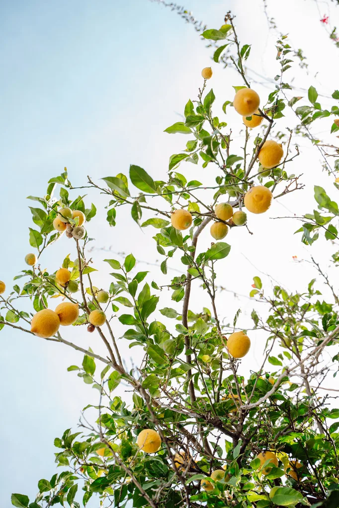 citrus tree