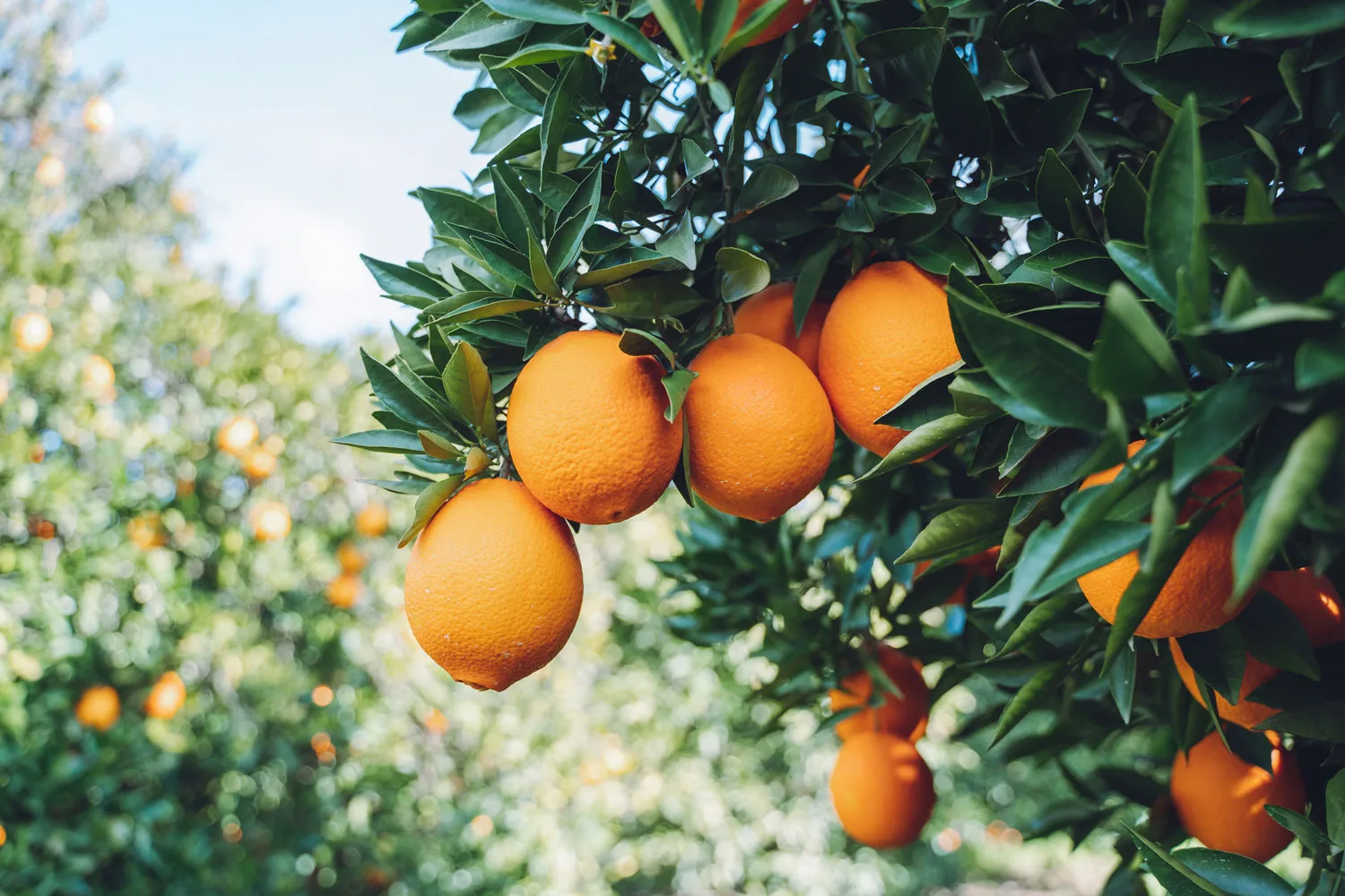 citrus gall wasp on orange tree