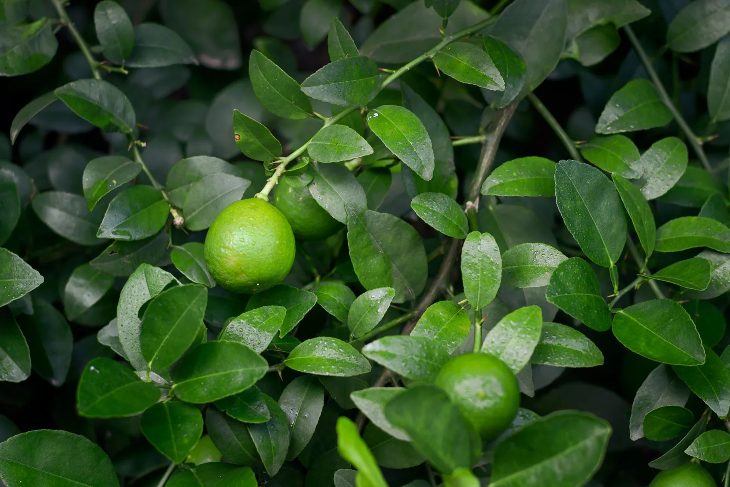 citrus gall wasp on lime tree