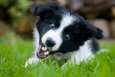 10 plants in your garden that are toxic to dogs