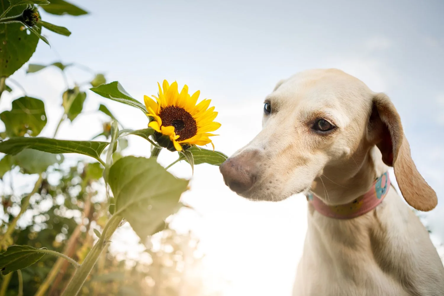 dog-safe-plants