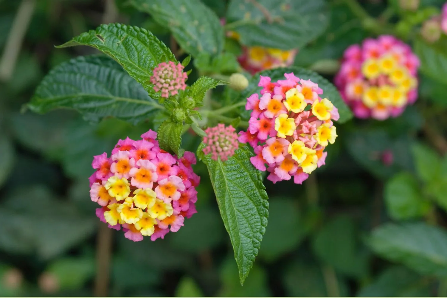 lantana-toxic-for-dogs