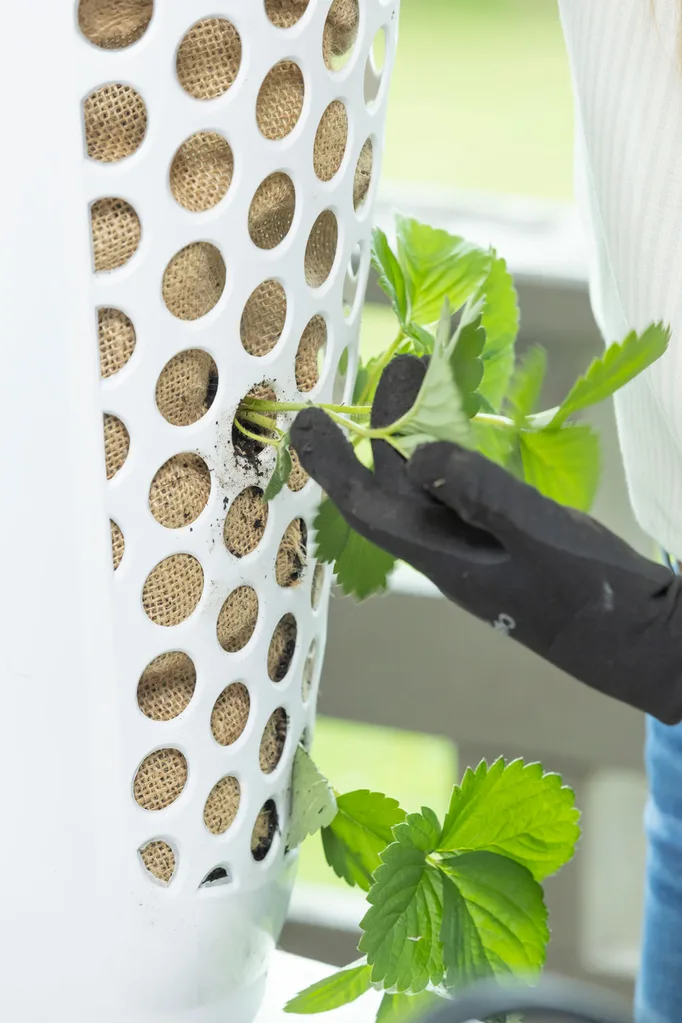 plant the strawberry plants through the holes in the planter