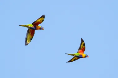What is lorikeet paralysis syndrome and what can you do to help?