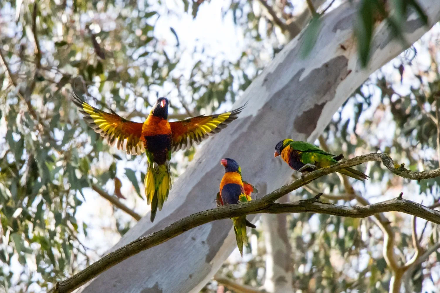 Lorikeet paralysis syndrome is seasonal between October and June.