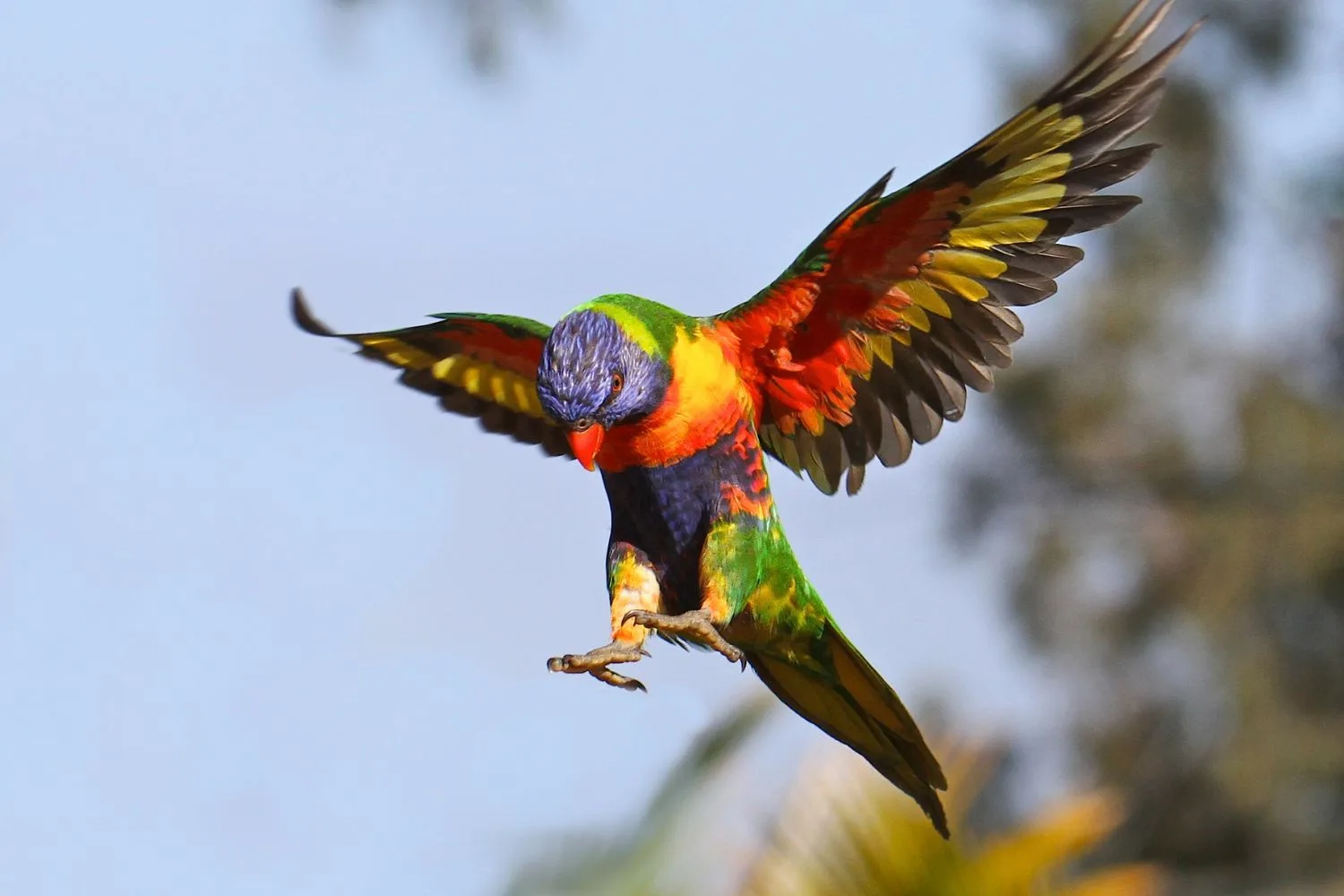 Rainbow lorikeets are a favourite Australian native bird.
