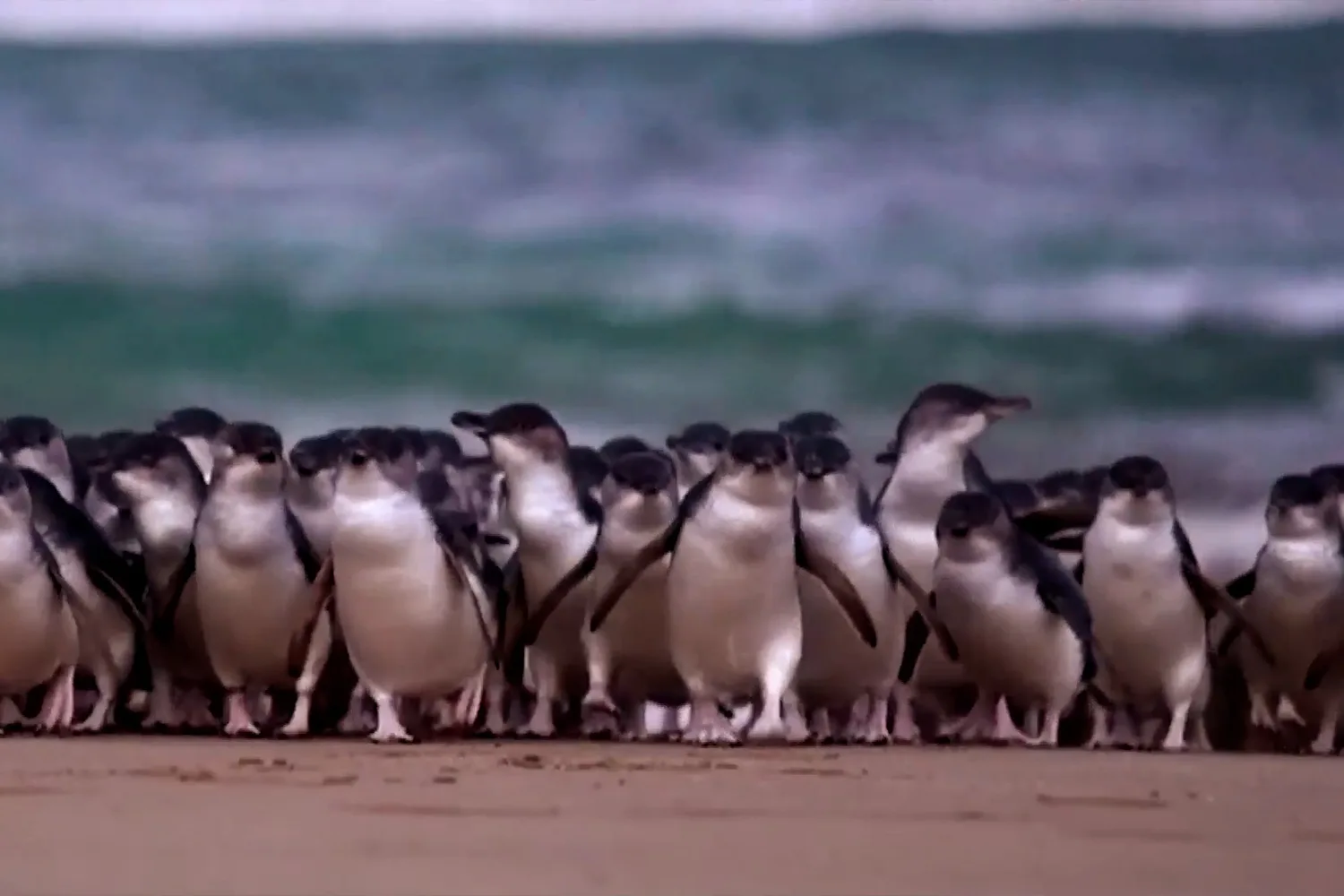 Protecting Phillip Island’s penguins