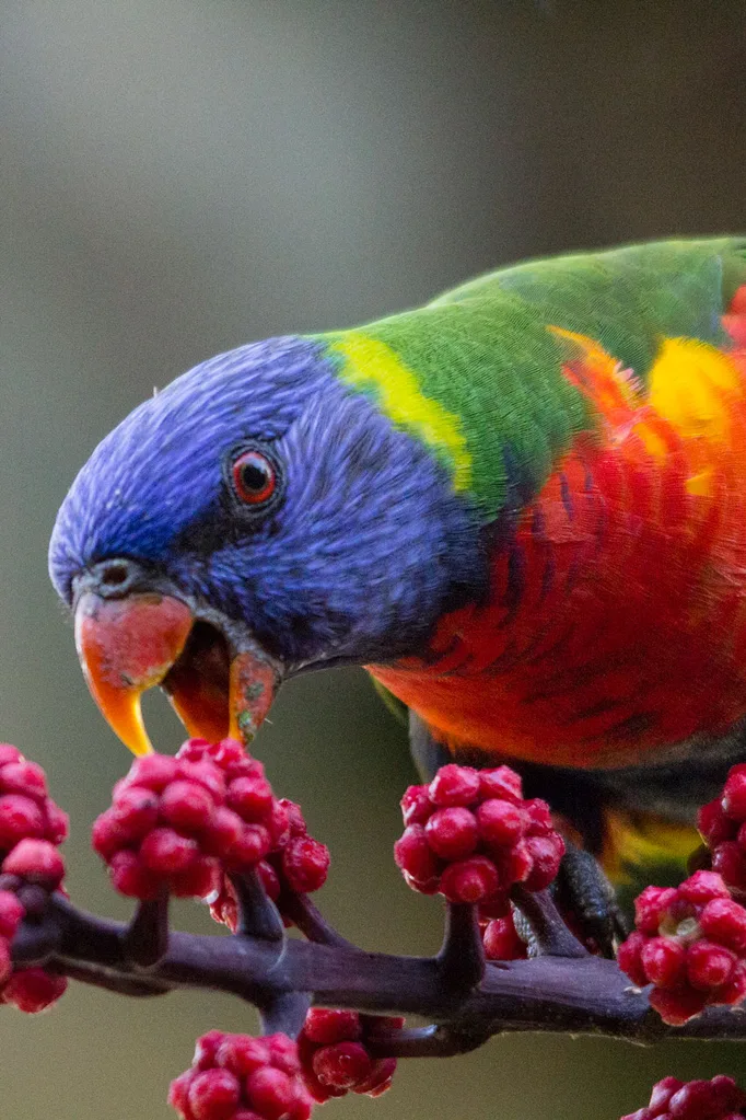 lorikeet