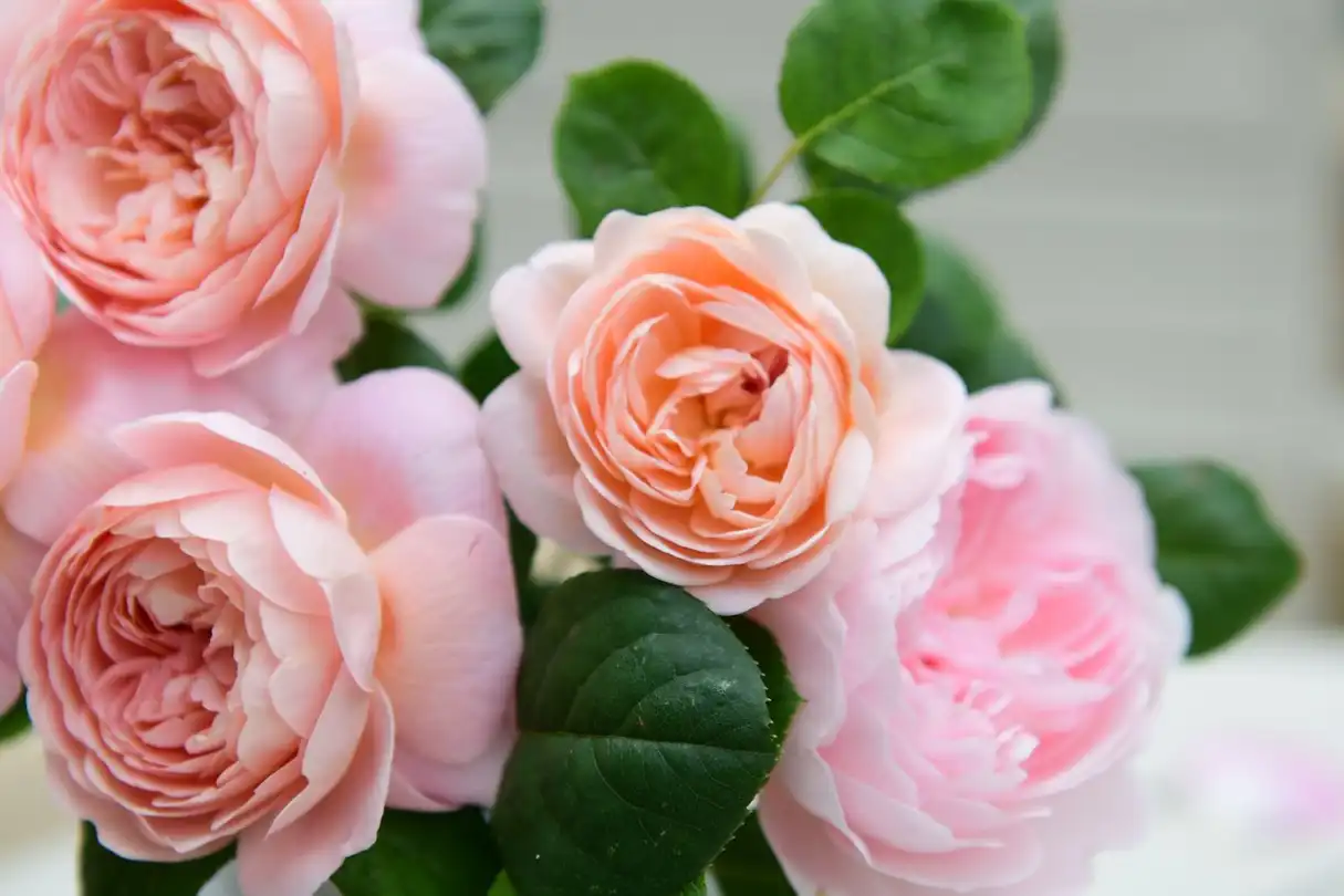 How to prune roses | Better Homes & Gardens Australia