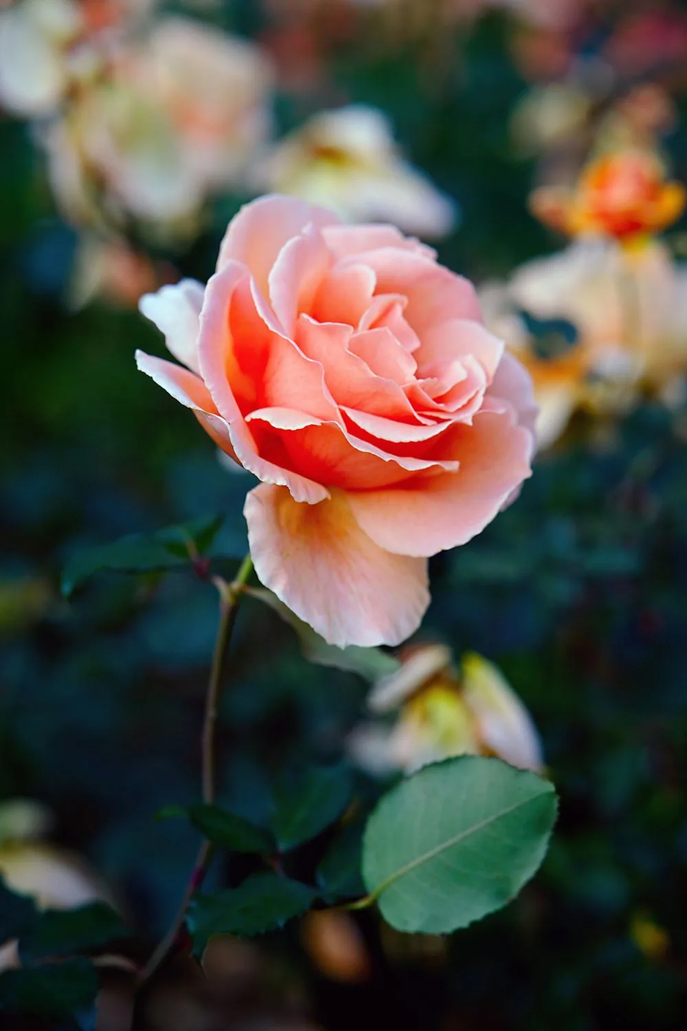hybrid-tea-roses