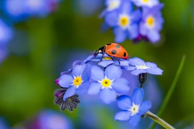 Is the beloved ladybird a friend or foe in the garden?