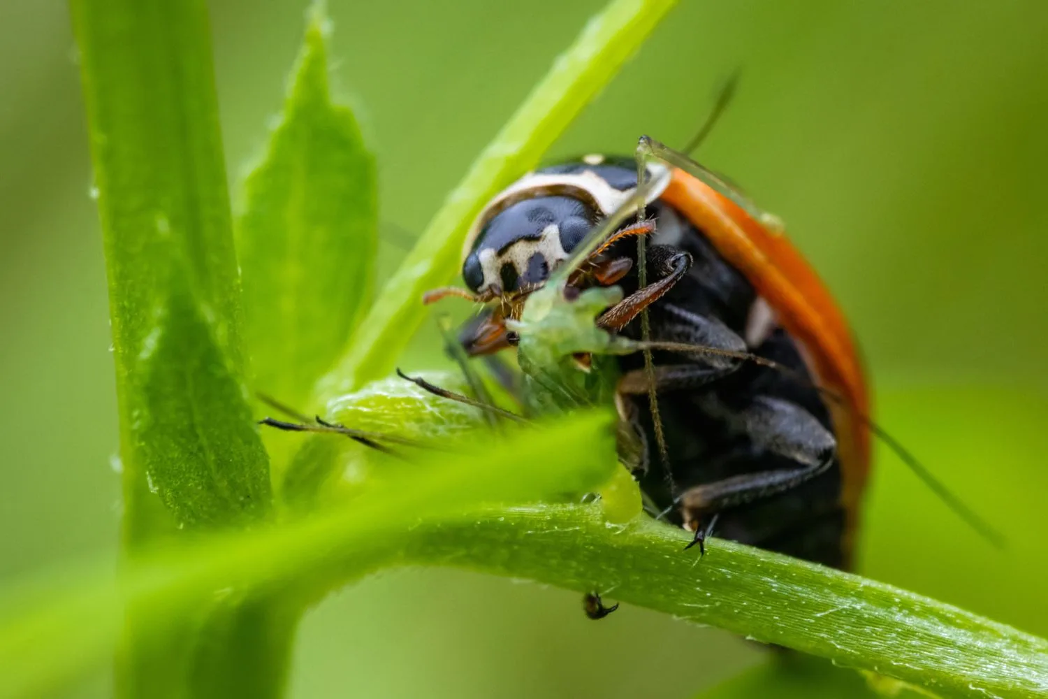 ladybug-eating-aphid