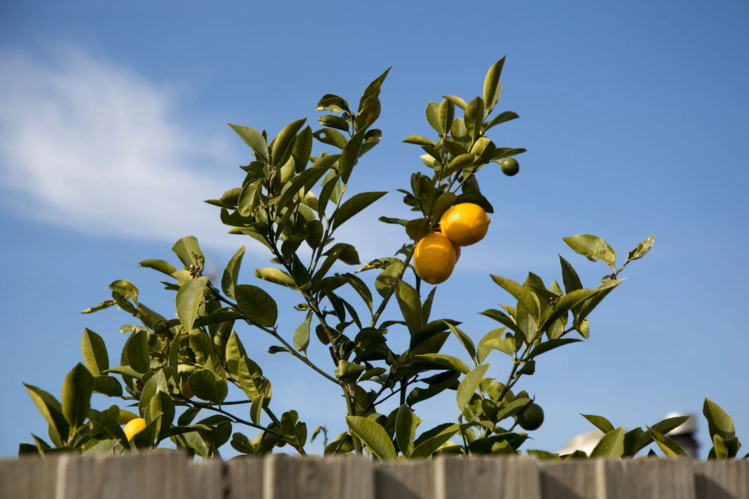 lemon tree that needs pruning