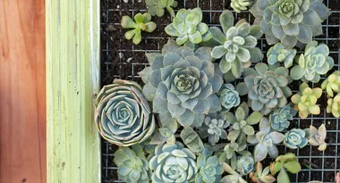 How to make a succulent art frame