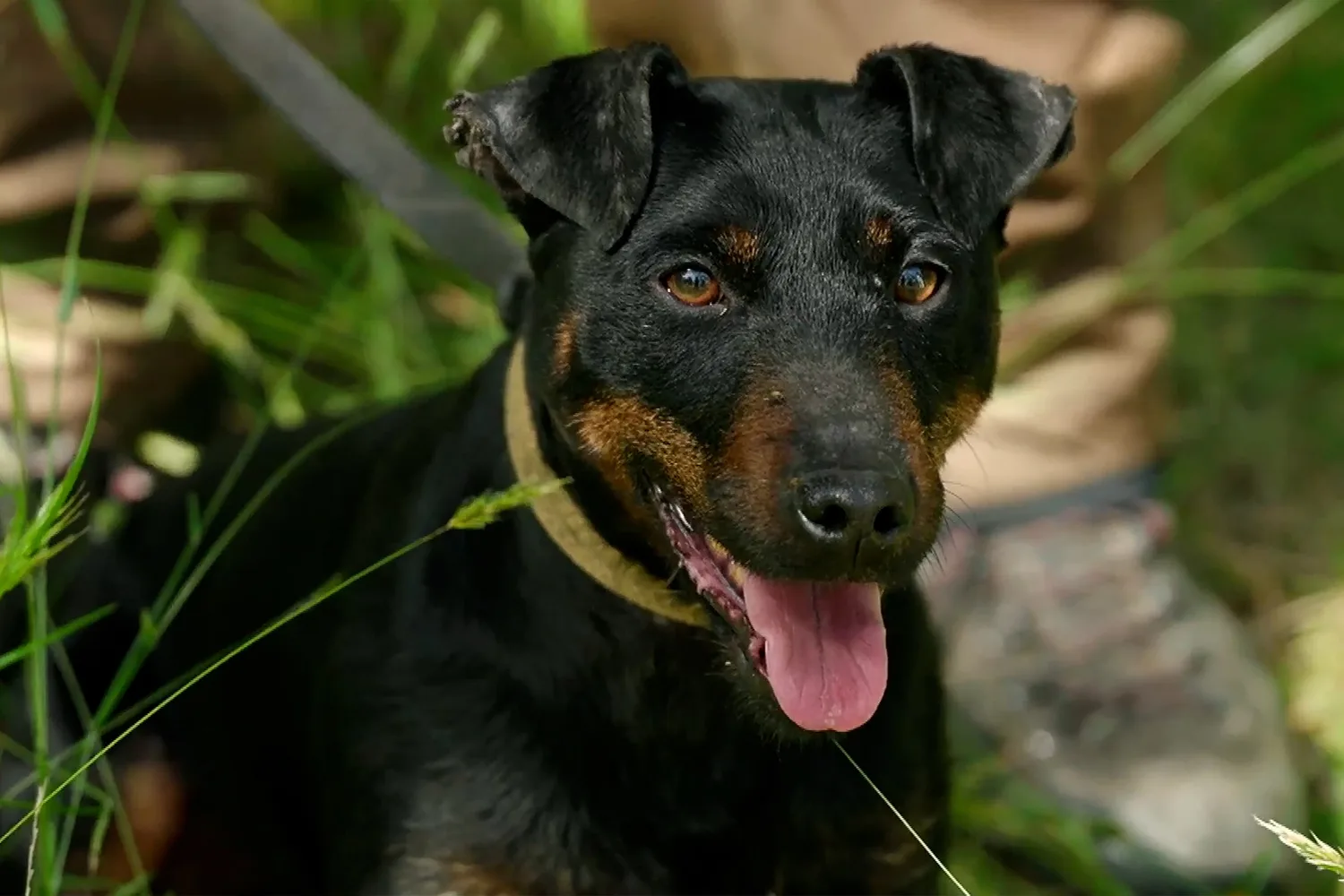 The detection dogs protecting penguins on Phillip Island