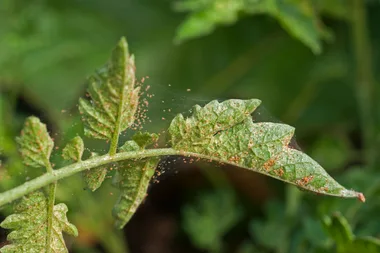 How to get rid of spider mites: expert gardener shares top tips