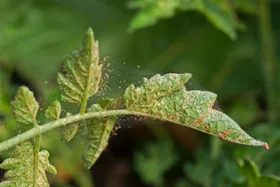 How to get rid of spider mites: expert gardener shares top tips