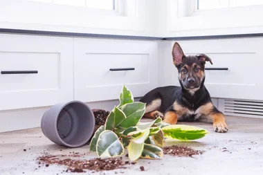 10 of your favourite houseplants that are actually toxic to dogs