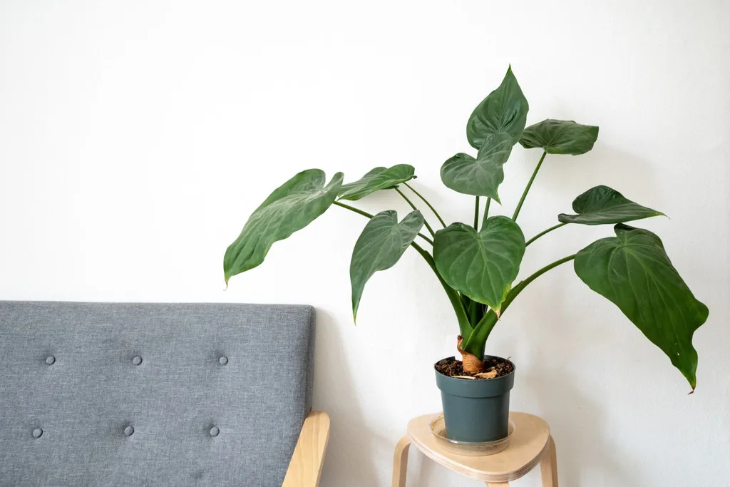 philodendron-toxic-for-dogs