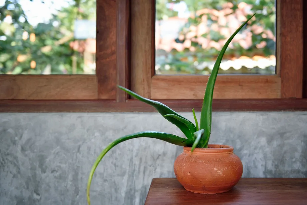 aloe-toxic-for-dogs