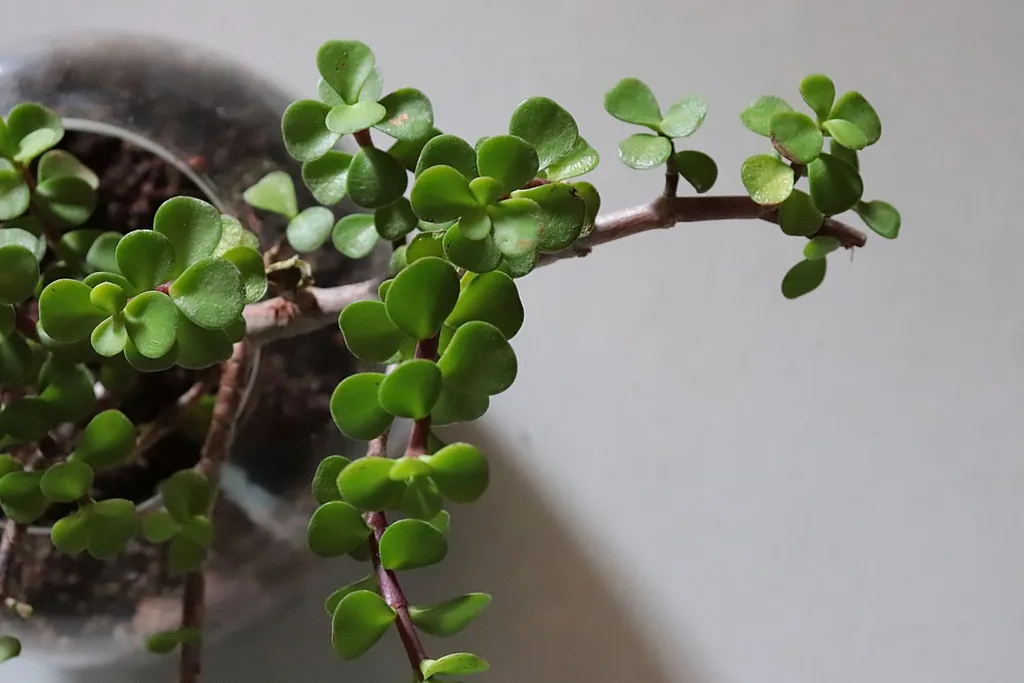jade-plant-toxic-for-dogs