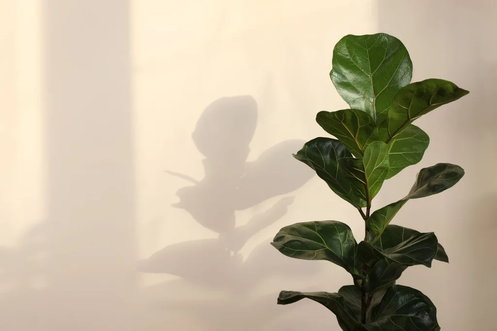 ficus-toxic-for-dogs
