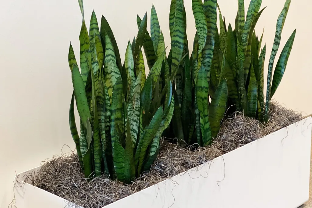 snake-plant-toxic-for-dogs