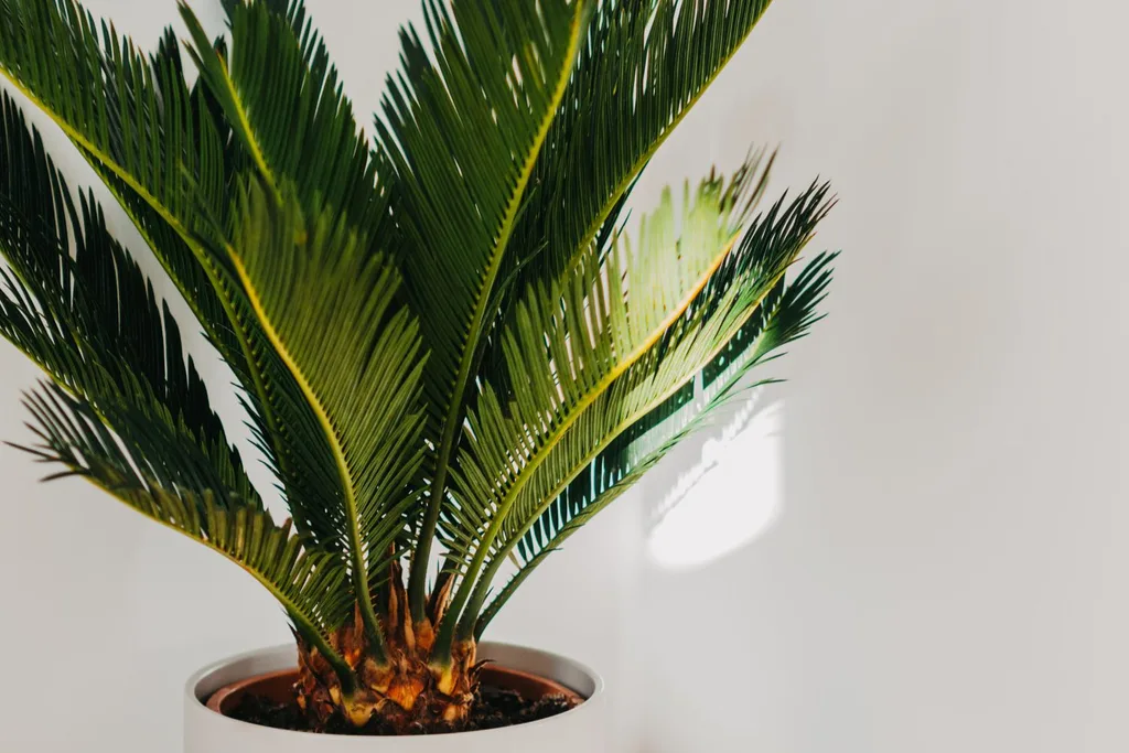 sago-palm-toxic-for-dogs