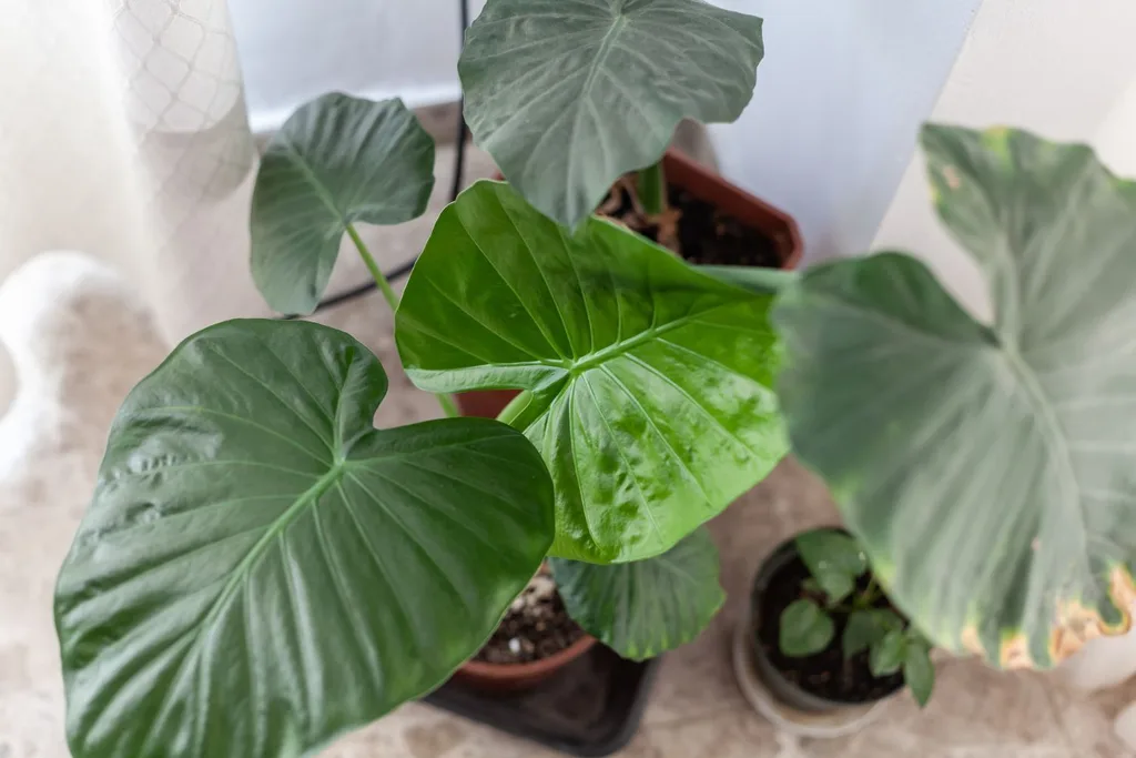 elephant-ear-toxic-for-dogs