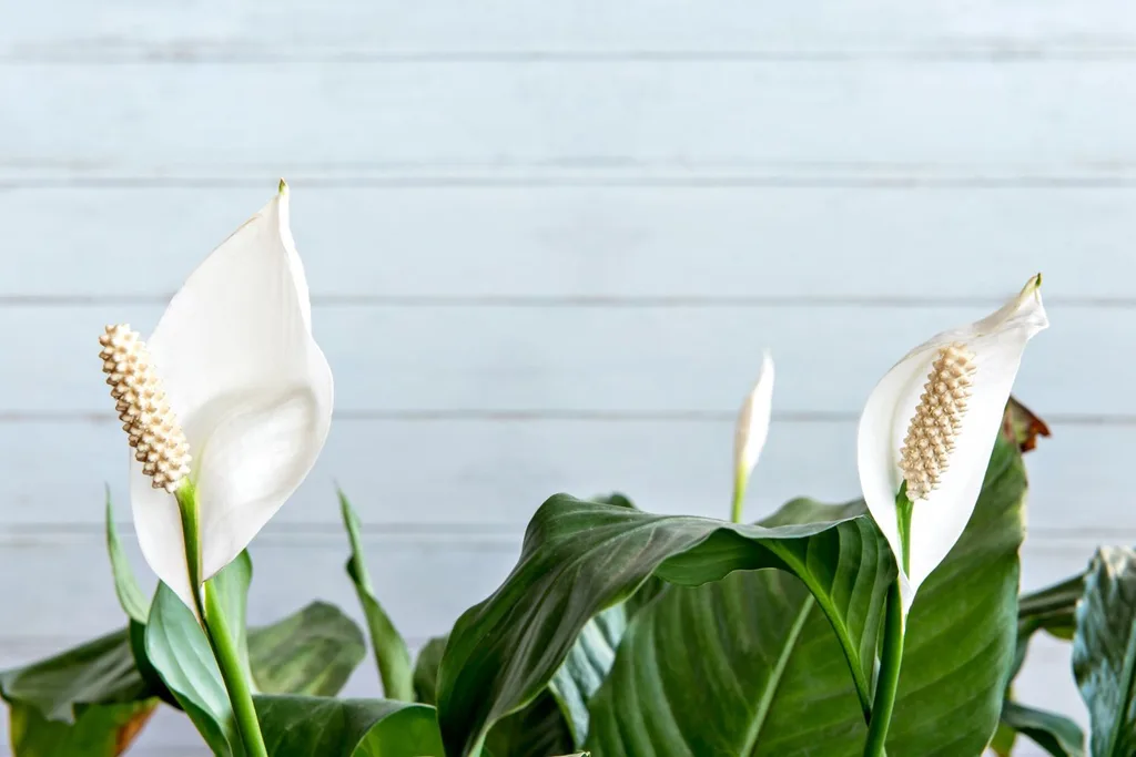 peace-lily-toxic-for-dogs