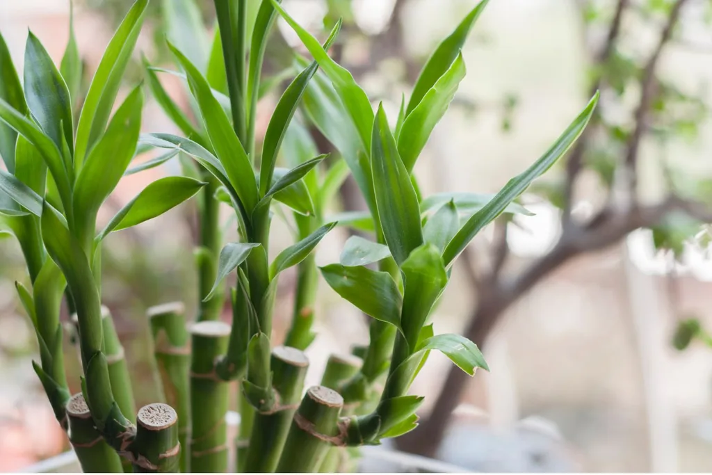 lucky-bamboo