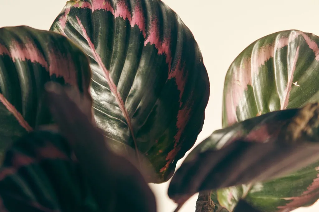 Calathea-medallion