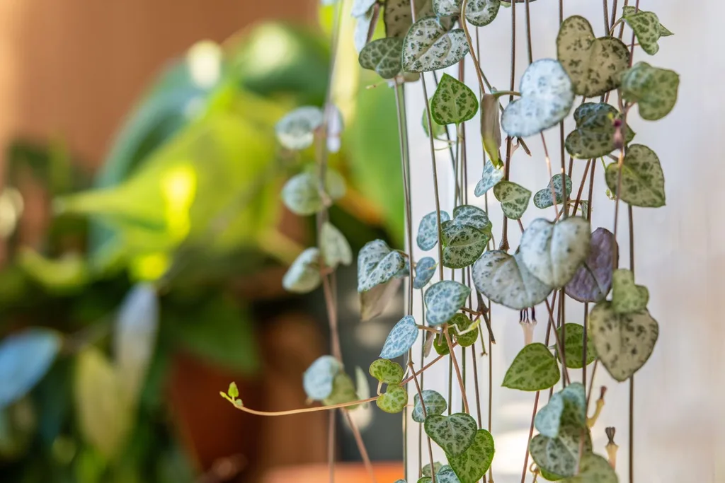 string-of-hearts