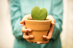 6 plants that are better Valentine&rsquo;s Day gifts than roses