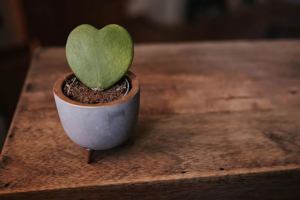 Hoya-Kerrii