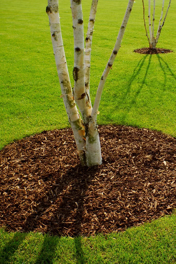 mulch in garden