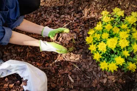 Why is there asbestos in mulch?