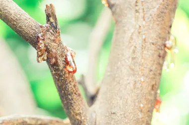 This fungal disease could kill your citrus trees