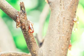 This fungal disease could kill your citrus trees