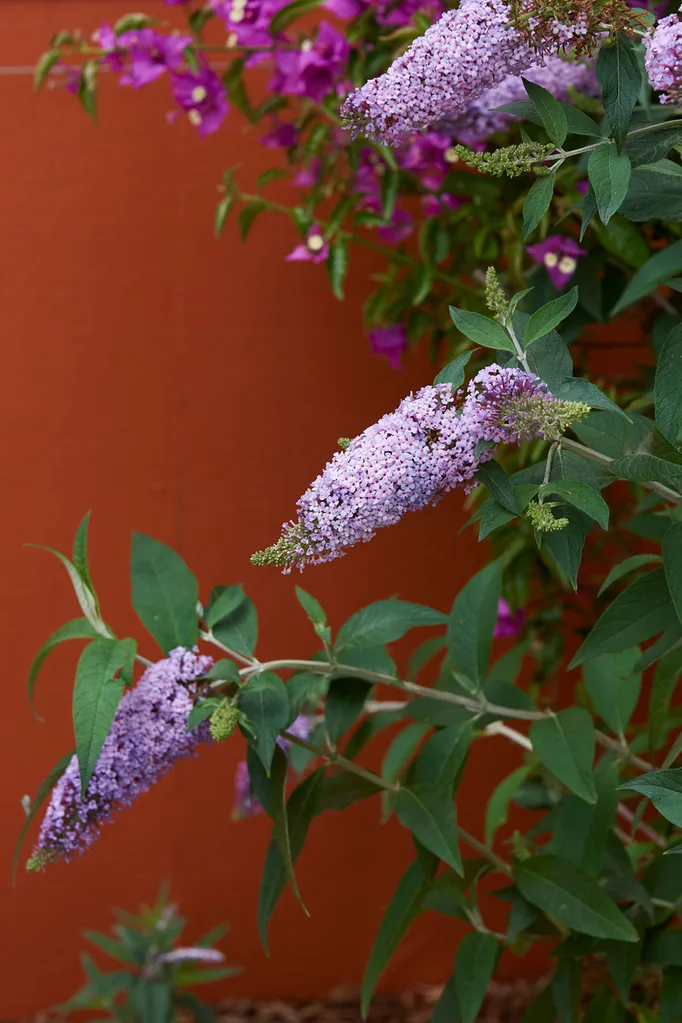 Butterfly bush or buddleia growing in full sun garden next to bougainvillea