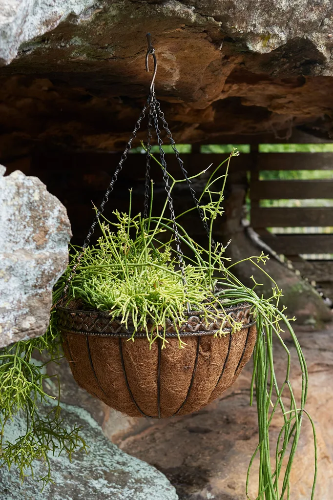 succulent dangling rhipsalis in a sunny filled garden