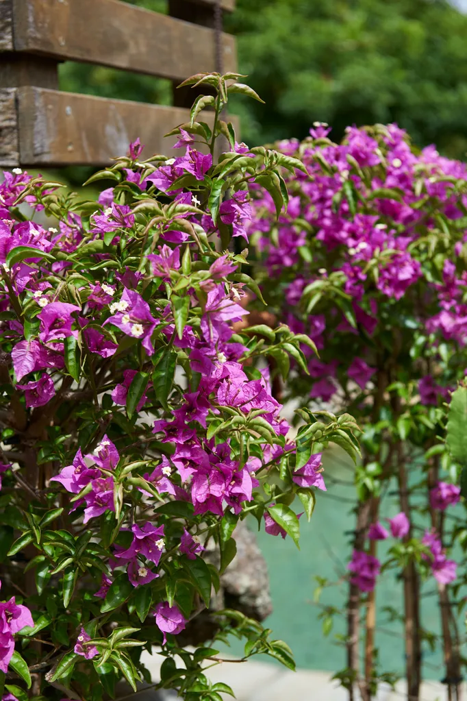 Bougainvillea growing in fulls un garden