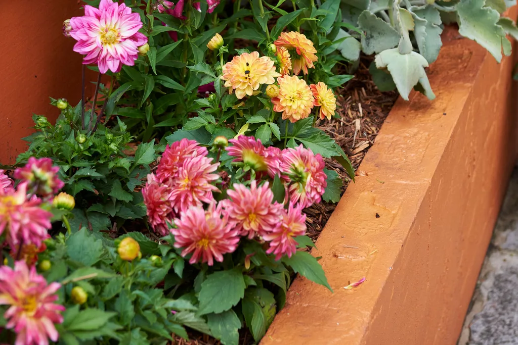 dhalias
