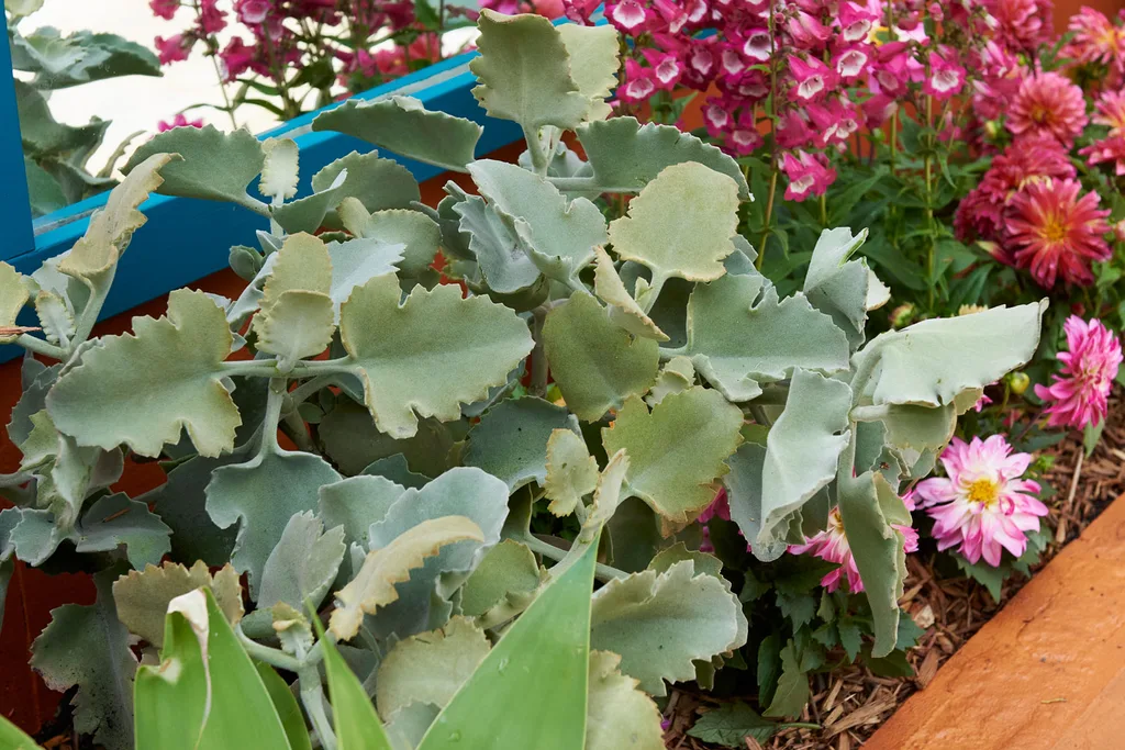 kalanchoe planted in a garden with full sun next to dhalias