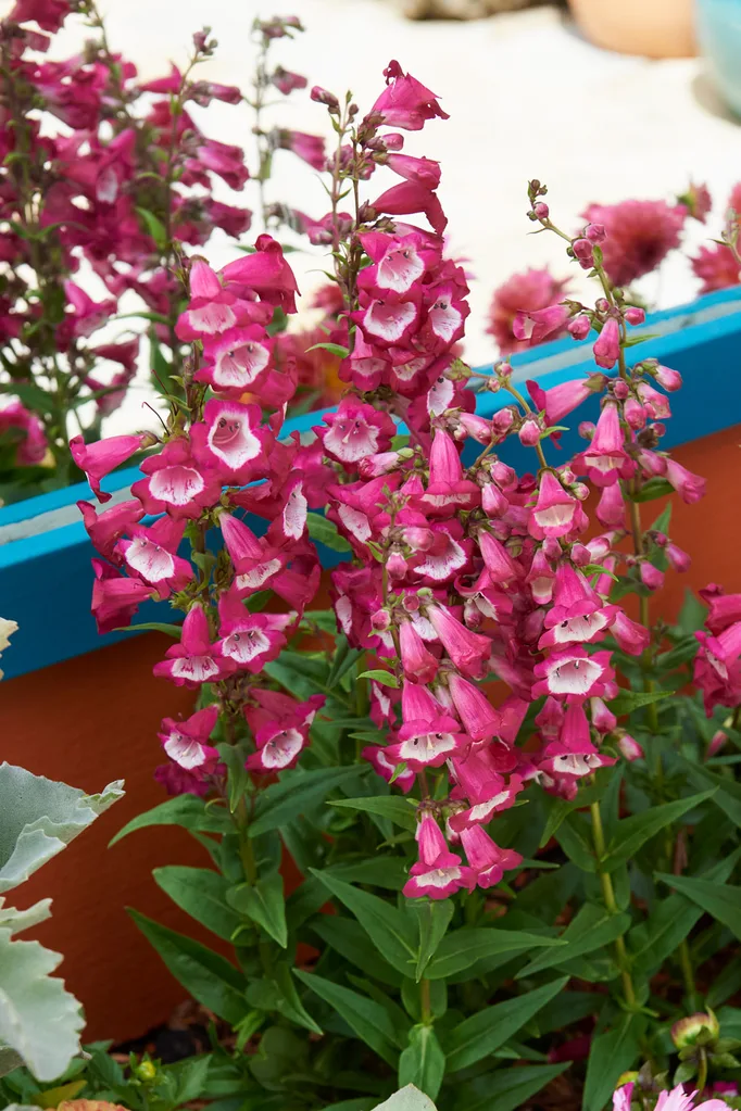 Foxgloves growing in garden with full sun