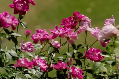 Graham visits a colourful and joyous garden